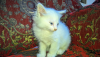 Persian cat mix (blue eye)